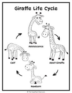 Giraffe Homework Giraffe Worksheet Activity Set for Kindergarten First or Second Grade ...